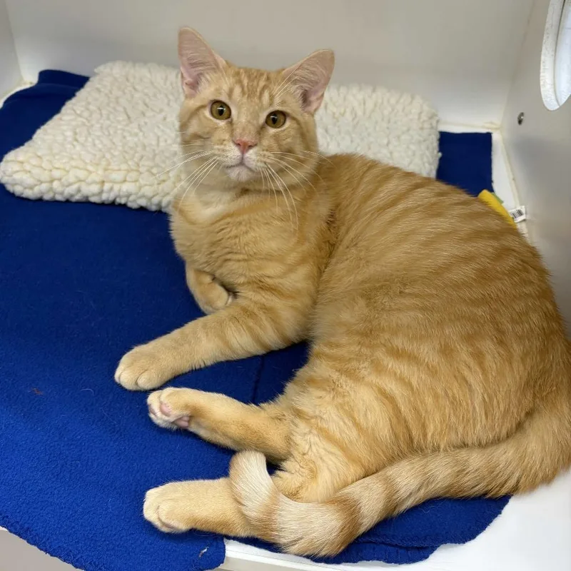 Bocephus thumbnail 2