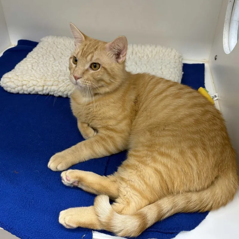 Bocephus thumbnail 3