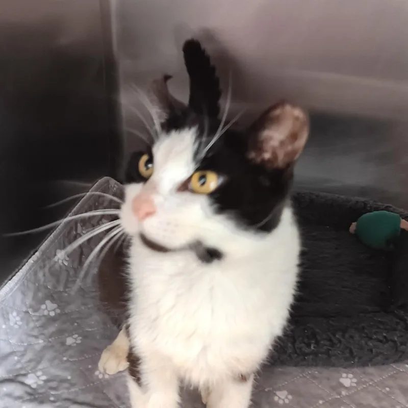 A young medium-sized female Black Domestic Short Hair cat named Marla for adoption in Jupiter, FL