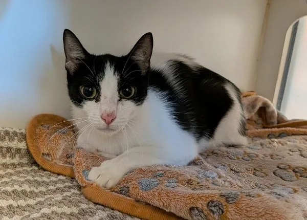 A young small-sized female Domestic Short Hair cat named Cherry for adoption in San Diego, CA
