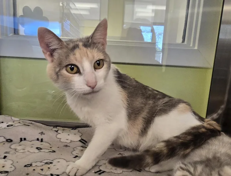 An adult medium-sized female Domestic Short Hair cat named Lil Debbie for adoption in Dickson, TN