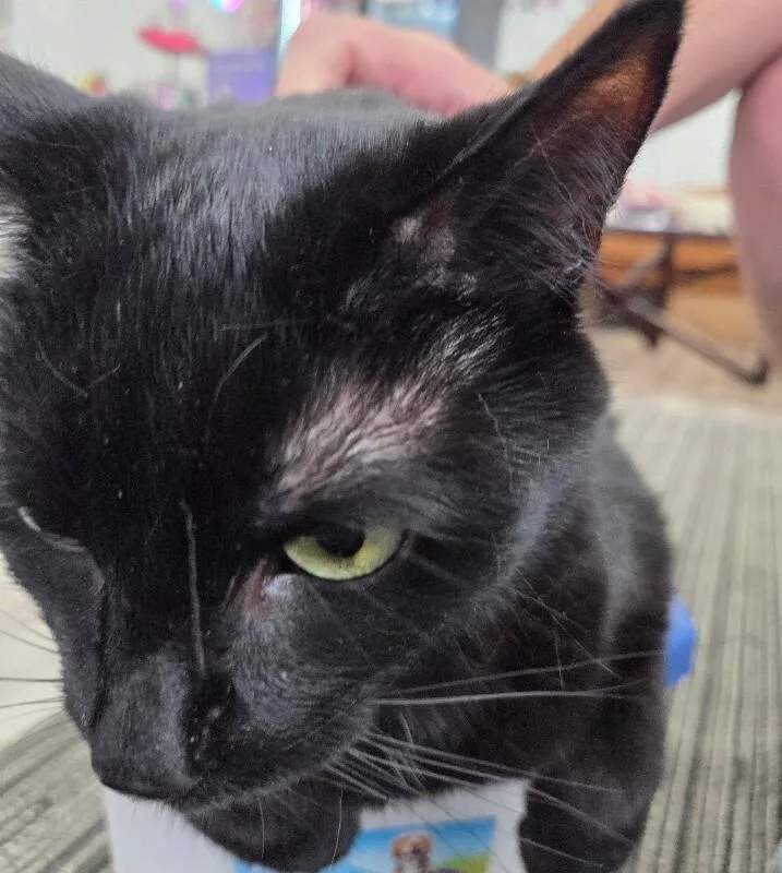 An adult medium-sized male Black Domestic Short Hair cat named Ben for adoption in MOUNT AIRY, NC