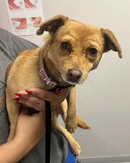 An adult small-sized female Terrier dog named Becky for adoption in Fresno, CA