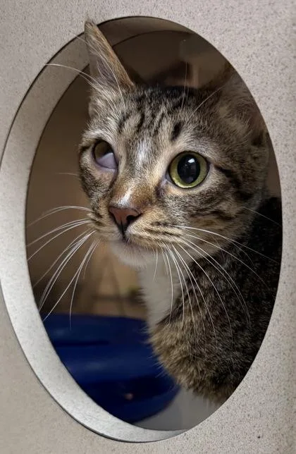 A young small-sized male Domestic Short Hair cat named A Einstein for adoption in North Charleston, SC