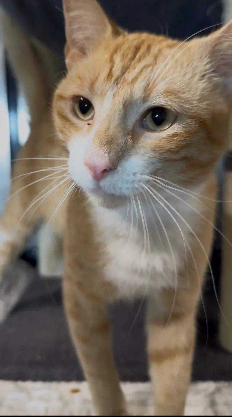 An adult medium-sized male Orange & White Domestic Short Hair cat named Monkey for adoption in Dalzell, IL