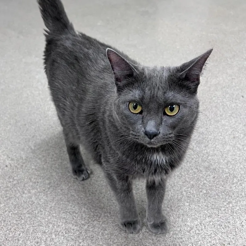An adult medium-sized female Gray / Blue / Silver Domestic Short Hair cat named Misty for adoption in Arlington Heights, IL