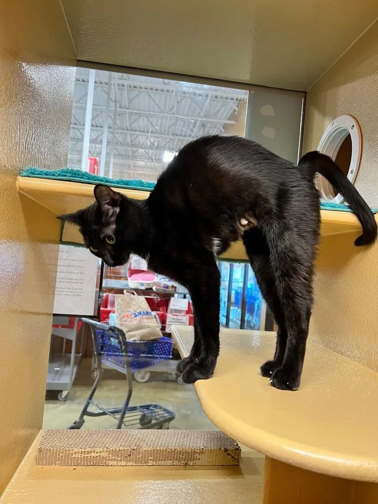 Shenanigans thumbnail 2