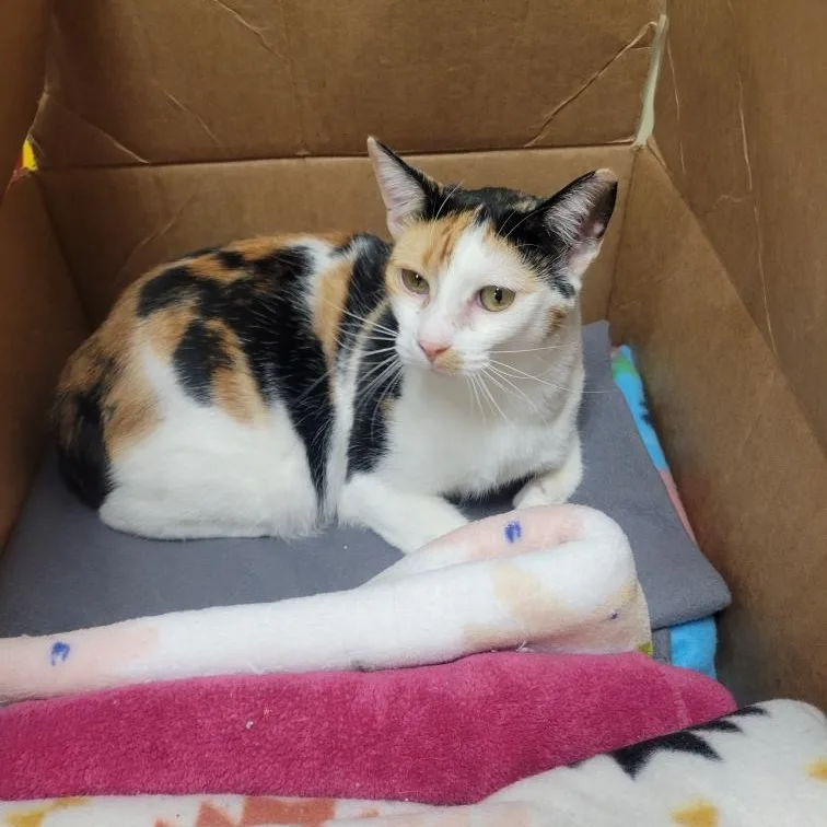 An adult medium-sized female Calico cat named Amber for adoption in Antioch, CA