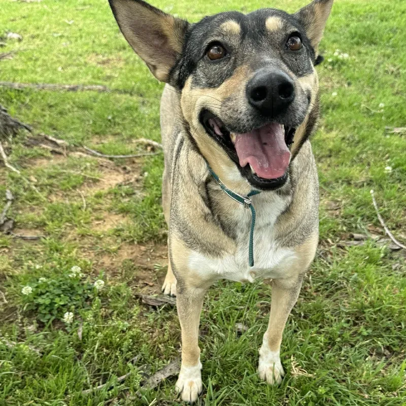 An adult medium-sized female Gray / Blue / Silver German Shepherd Dog dog named Trinity for adoption in Chatham, NJ