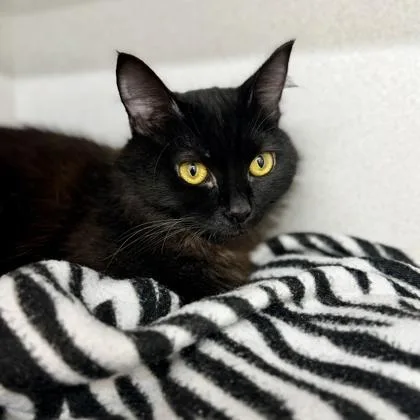 A young small-sized female Black Domestic Medium Hair cat named Macadamia for adoption in Atlanta, GA