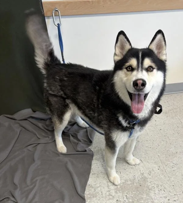An adult medium-sized male Siberian Husky dog named Coldplay for adoption in Salt Lake City, UT