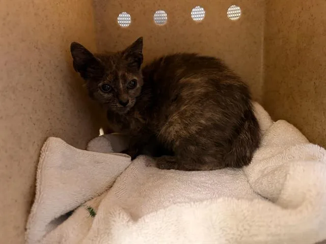 A baby small-sized female Domestic Short Hair cat named Myrtle for adoption in Tustin, CA
