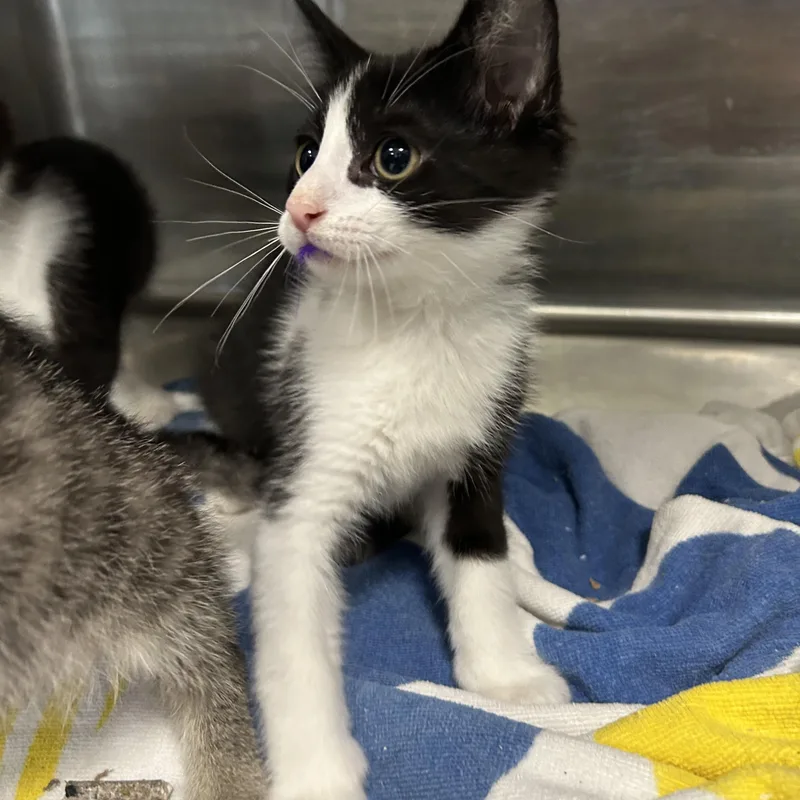 A baby medium-sized male Black & White / Tuxedo Tuxedo cat named Farley  of for adoption in La Grange Park, IL