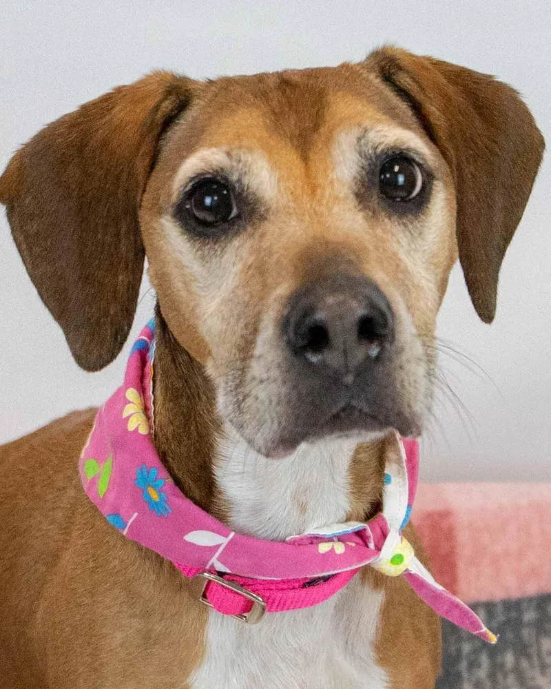 A senior medium-sized female Hound dog named Delores for adoption in Kennesaw, GA