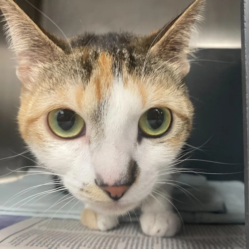 An adult medium-sized female Torbie Domestic Short Hair cat named Leyla for adoption in Chicago, IL