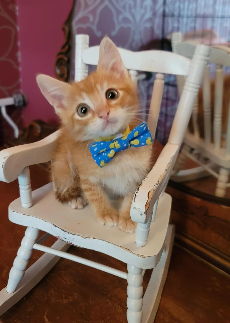 A baby medium-sized male Domestic Short Hair cat named Frodo for adoption in Fruit Heights, UT