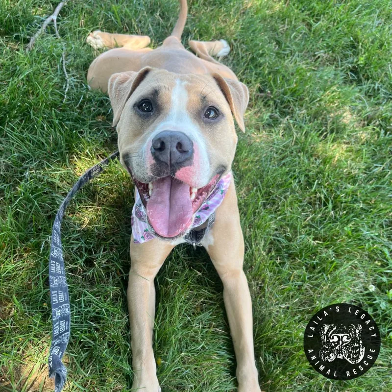 An adult medium-sized female Yellow / Tan / Blond / Fawn Mixed Breed dog named Mango for adoption in Washington, DC