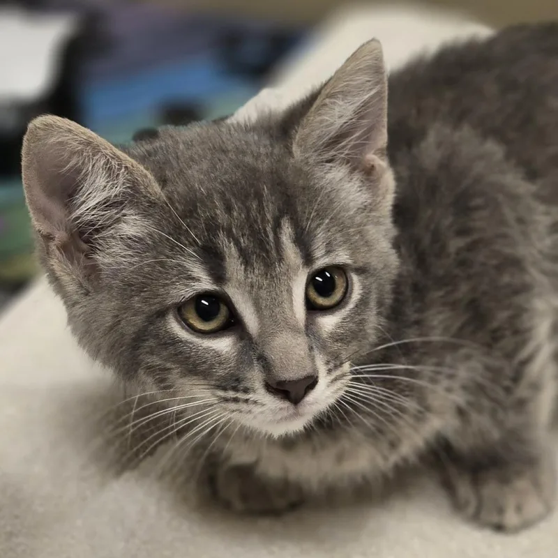 A baby small-sized female Gray / Blue / Silver Domestic Short Hair cat named Godiva for adoption in Wickenburg, AZ