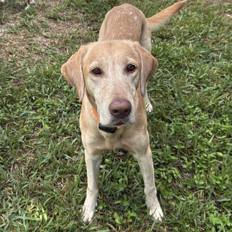 An adult medium-sized female Golden Labrador Retriever dog named Fabiana for adoption in Lauderhill, FL