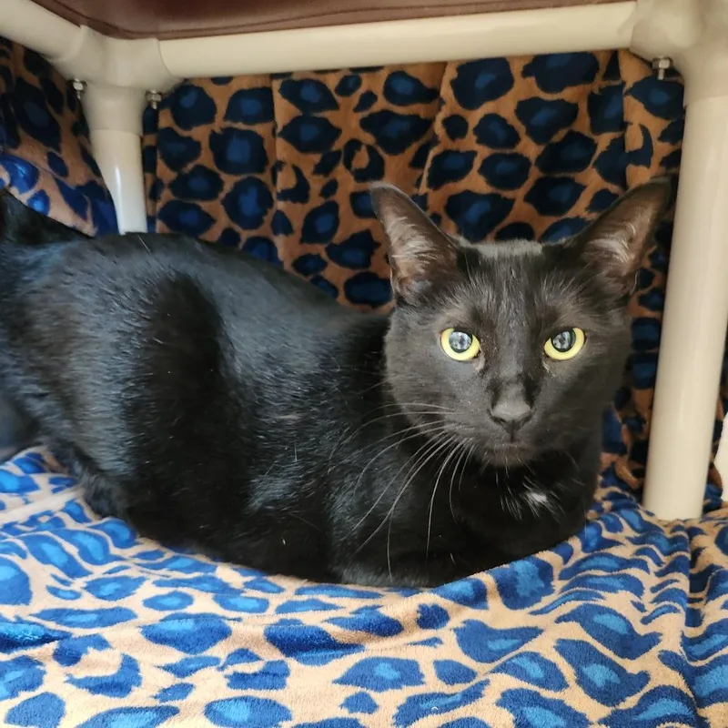 An adult large-sized male Black Domestic Short Hair cat named Walter for adoption in Fort Wayne, IN