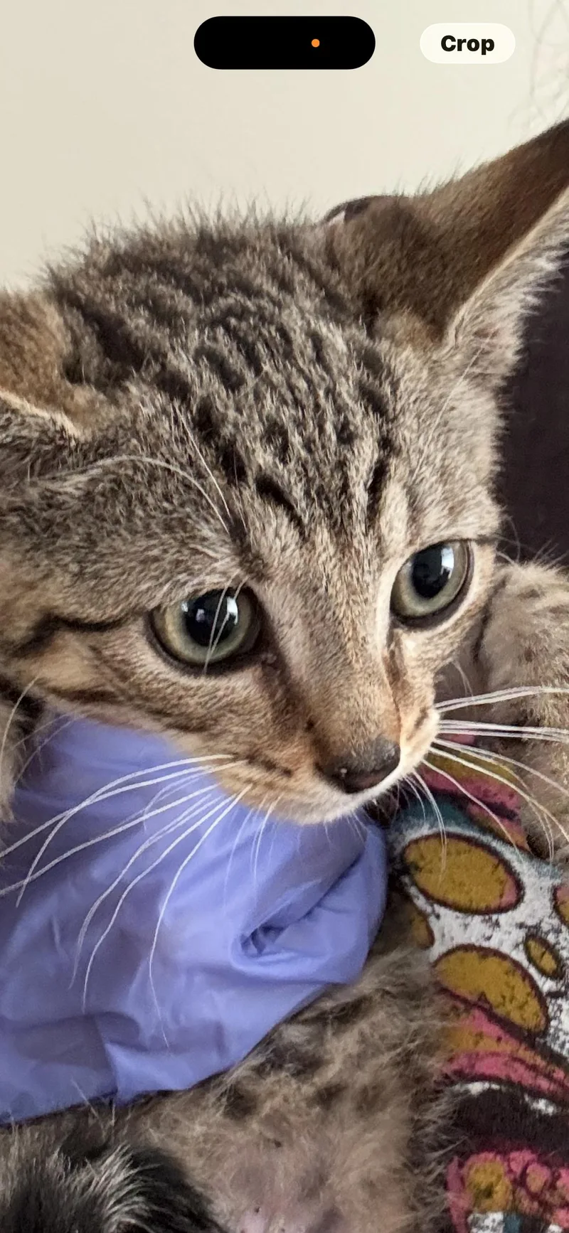 A baby small-sized male Gray / Blue / Silver Russian Blue cat named Mark & Wasabi for adoption in Flushing, NY