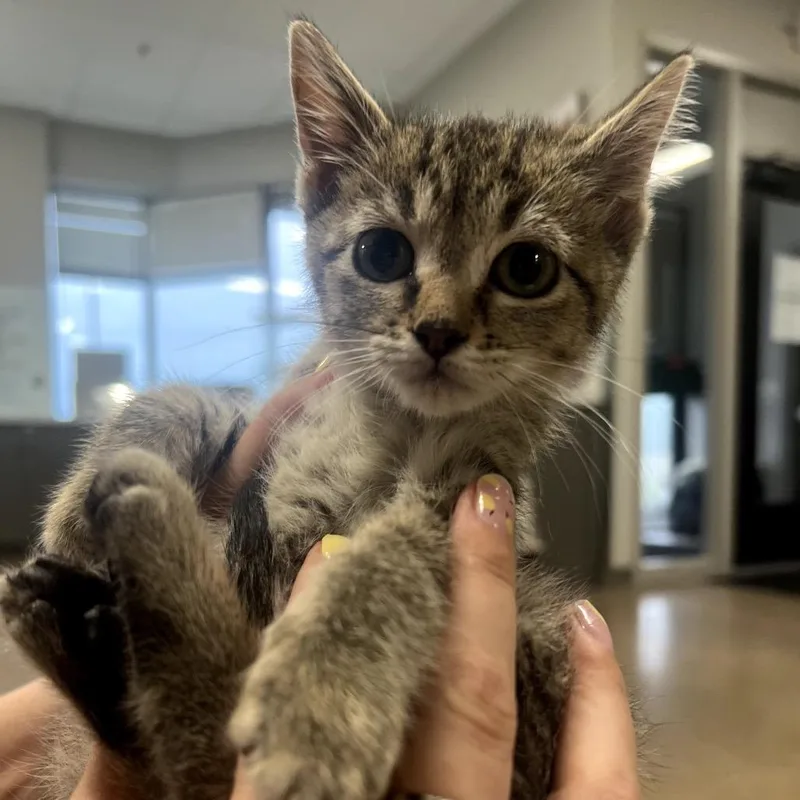 A baby small-sized female Brown / Chocolate Domestic Short Hair cat named Sprint for adoption in Chaska, MN