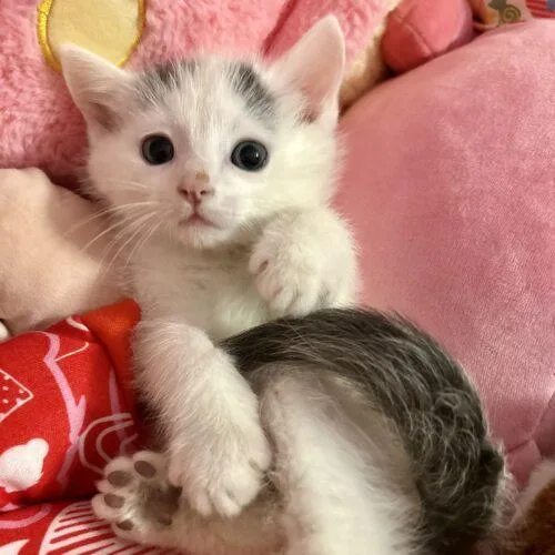 A baby small-sized female Domestic Short Hair cat named Marshmallow for adoption in Fishers, IN