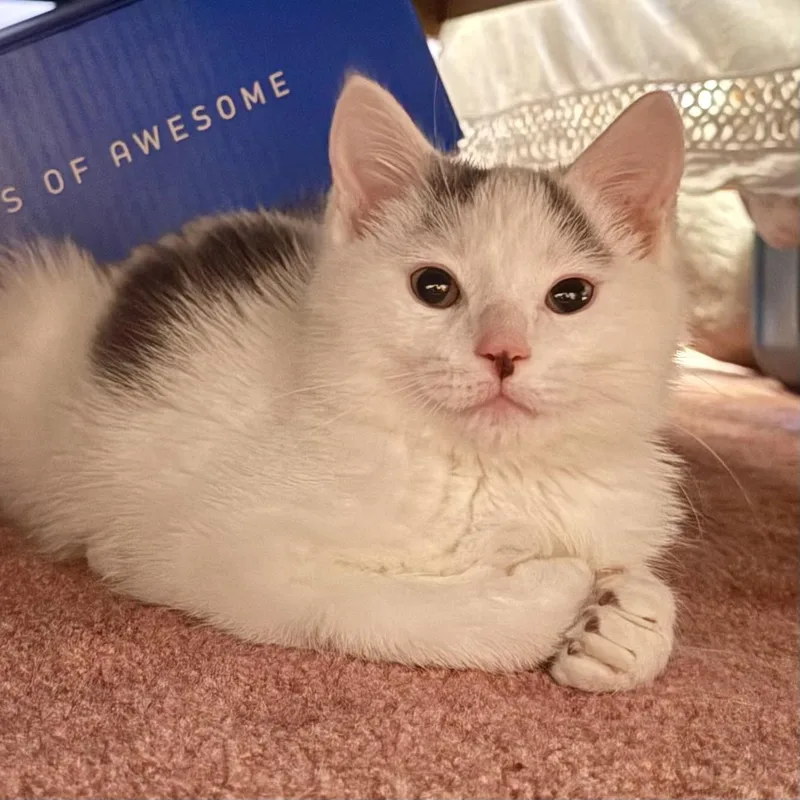 Marshmallow thumbnail 3