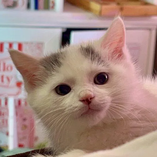 Marshmallow thumbnail 4