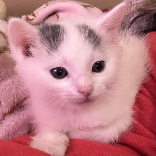 Marshmallow thumbnail 5