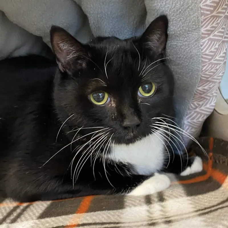 A senior extra large-sized male Black Domestic Short Hair cat named Atticus for adoption in Gloucester, VA