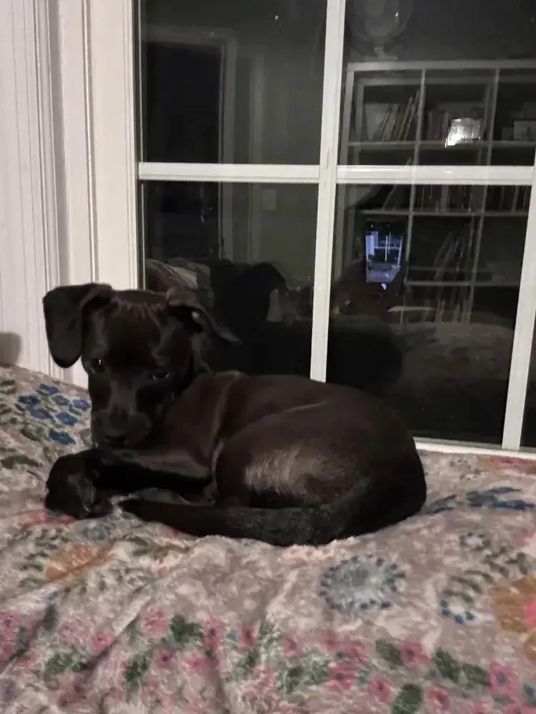 Cooper thumbnail 6
