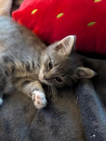 A young medium-sized male Domestic Medium Hair cat named Taco for adoption in Port Republic, MD