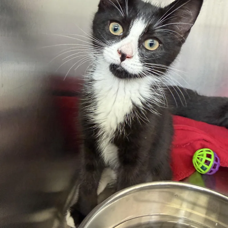 A baby medium-sized female Black & White / Tuxedo Domestic Short Hair cat named Star for adoption in Wantagh, NY