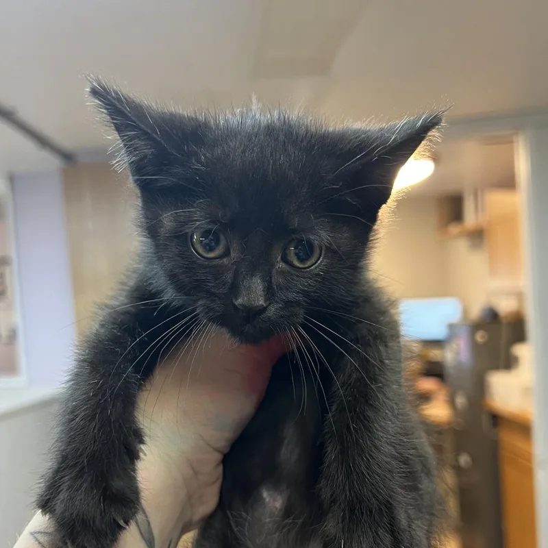 A baby small-sized male Black Domestic Short Hair cat named Amor for adoption in Madison, WI