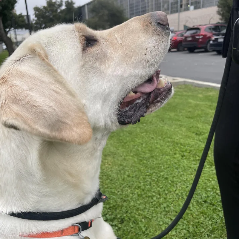 An adult large-sized male Labrador Retriever dog named Noodle for adoption in San Francisco, CA