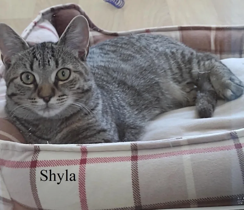 Shyla thumbnail 3