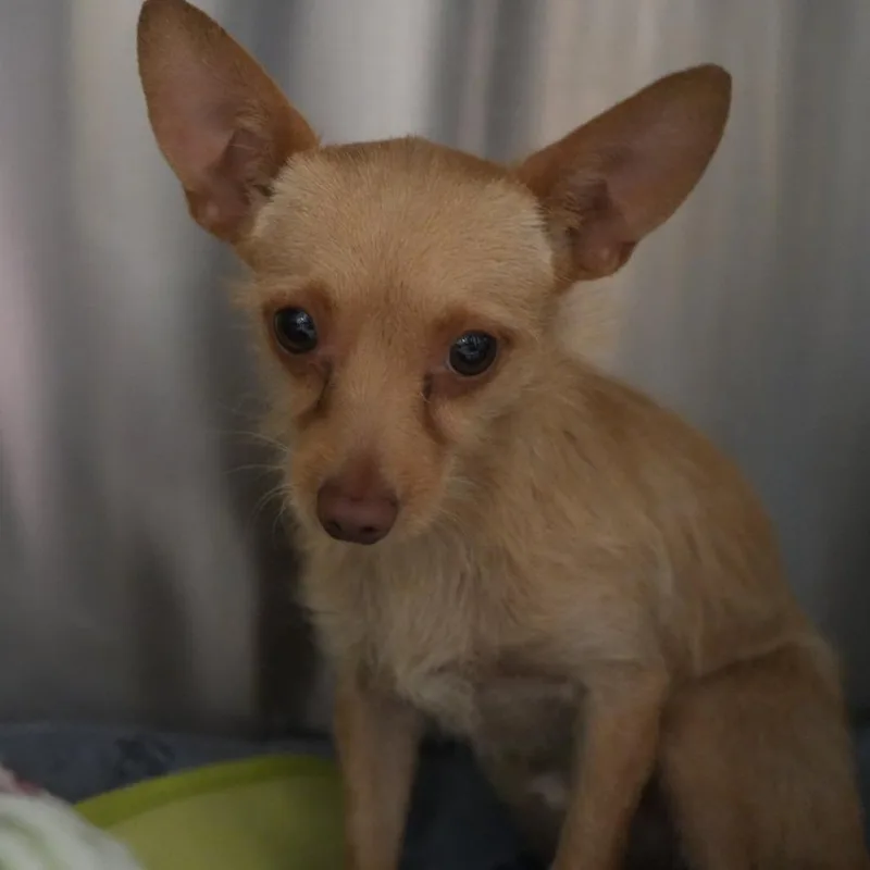 A young small-sized male Yellow / Tan / Blond / Fawn Terrier dog named "Marvin" Martian for adoption in Coachella, CA