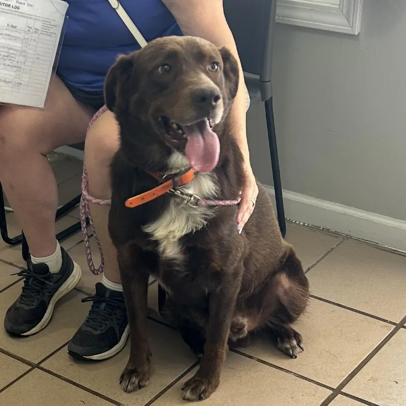 An adult medium-sized male Brown / Chocolate Labrador Retriever dog named Buck for adoption in Starkville, MS
