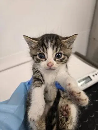 A baby small-sized male Domestic Short Hair cat named Beetle for adoption in Roseville, CA