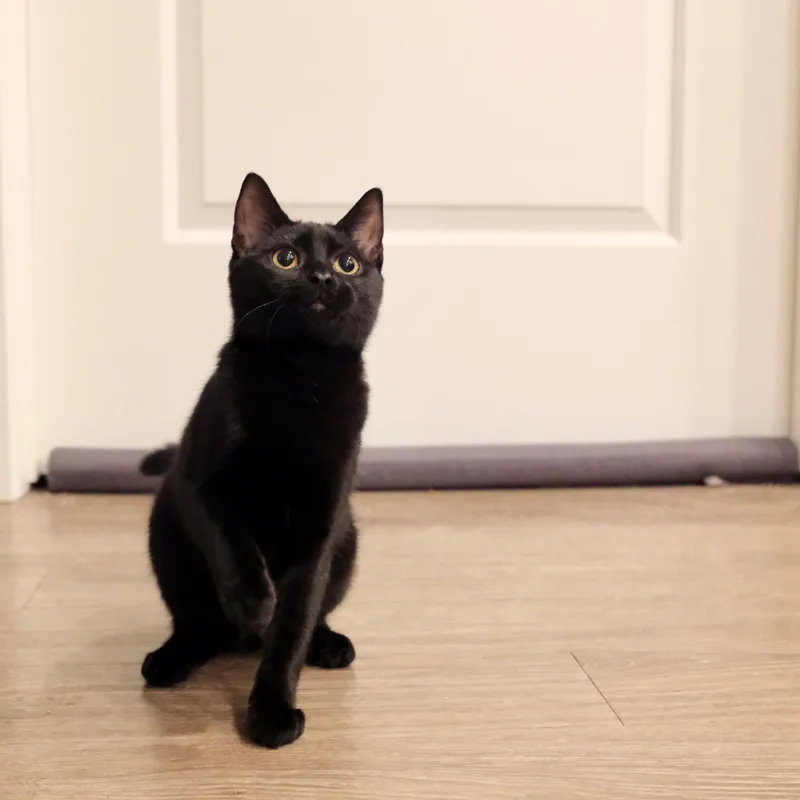 A baby small-sized female Black Domestic Short Hair cat named Yuki for adoption in San Diego, CA