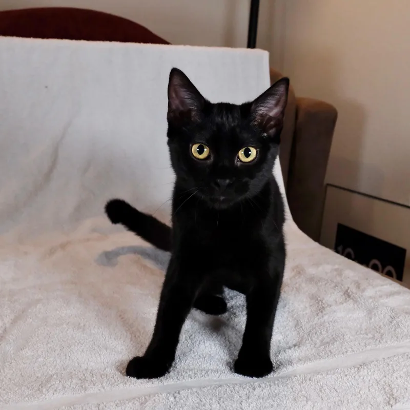 Yuki thumbnail 2