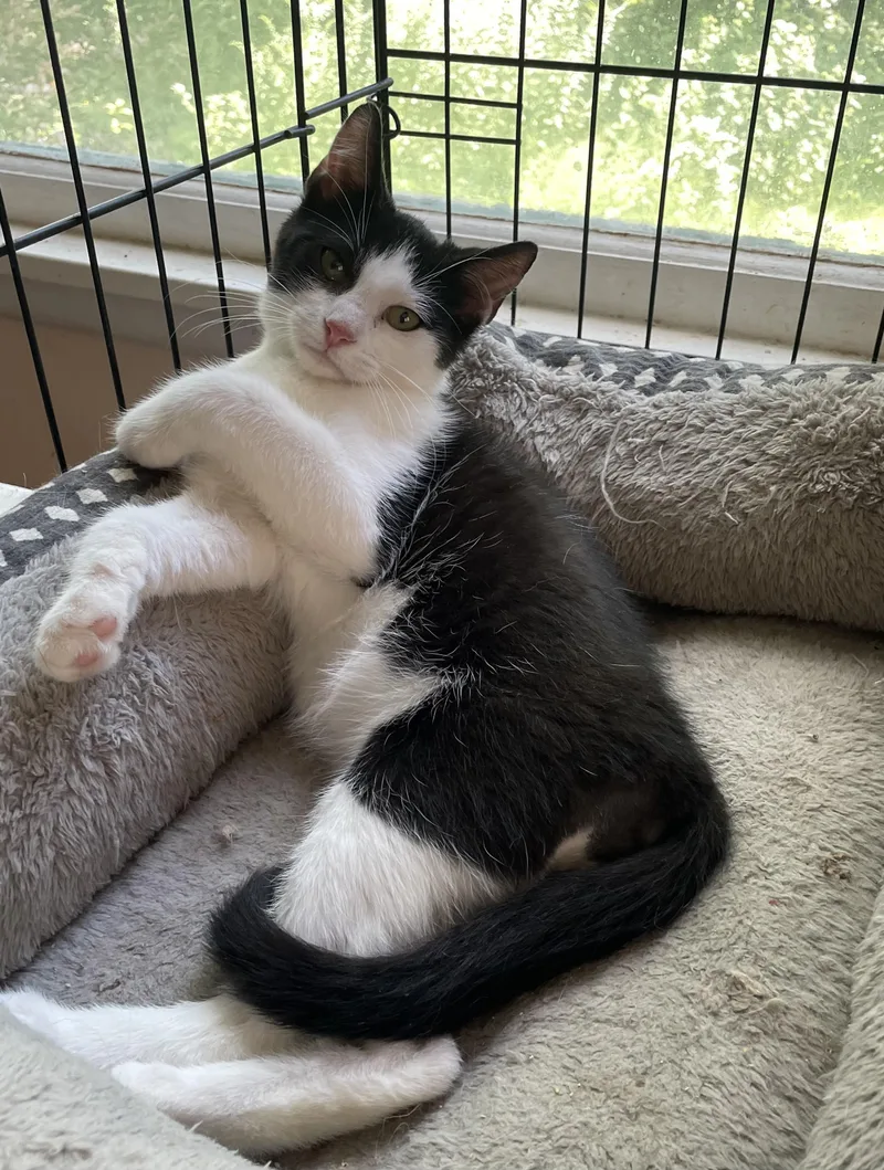 A baby small-sized male Domestic Short Hair cat named Toby for adoption in Troy, NY