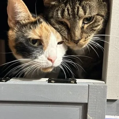 An adult medium-sized female Tabby (Buff / Tan / Fawn) Domestic Short Hair cat named Hazel for adoption in East Brunswick, NJ
