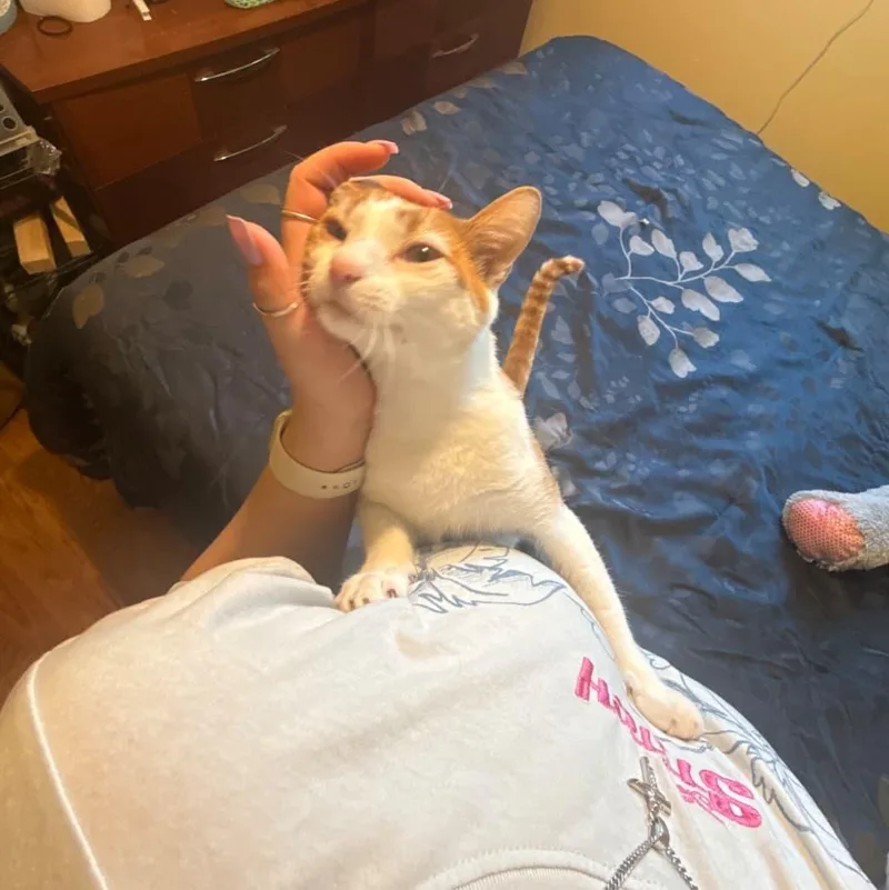 An adult medium-sized male Tabby (Orange / Red) Domestic Short Hair cat named Peaches for adoption in Odenton, MD