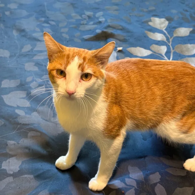 Peaches thumbnail 2