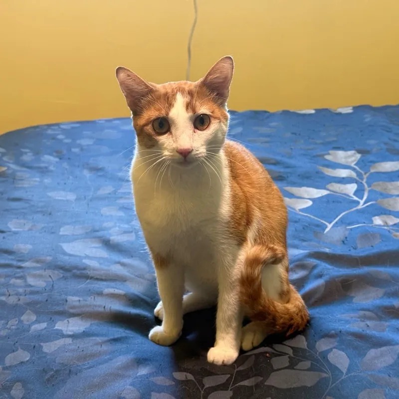 Peaches thumbnail 3