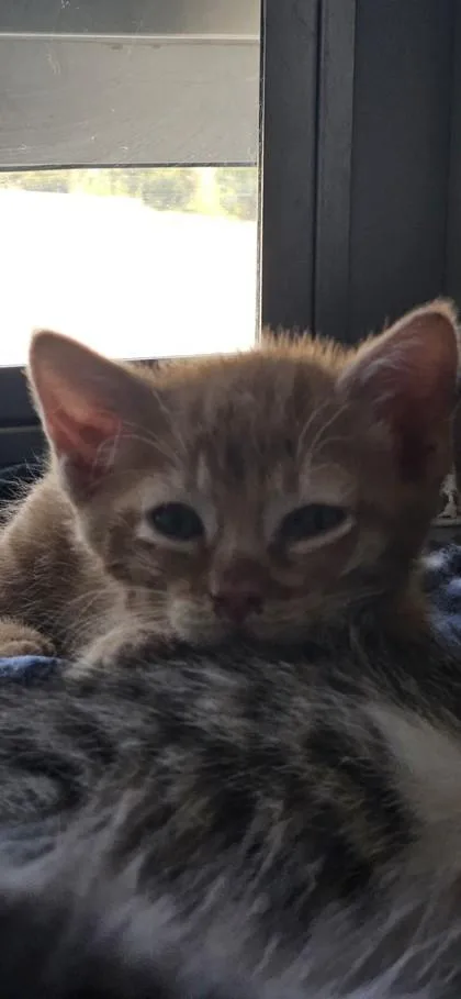 A baby small-sized male Domestic Short Hair cat named Surprise for adoption in Edgewood, NM