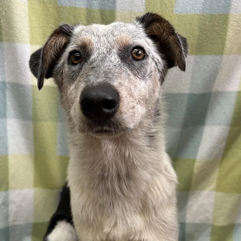 A young medium-sized male White / Cream Australian Cattle Dog / Blue Heeler dog named Gunther for adoption in West Point, MS