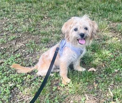 A young small-sized female Apricot / Beige Shih Tzu dog named Chloe Anne for adoption in Annapolis, MD